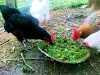 Membuat pakan alternatif untuk ayam kampung