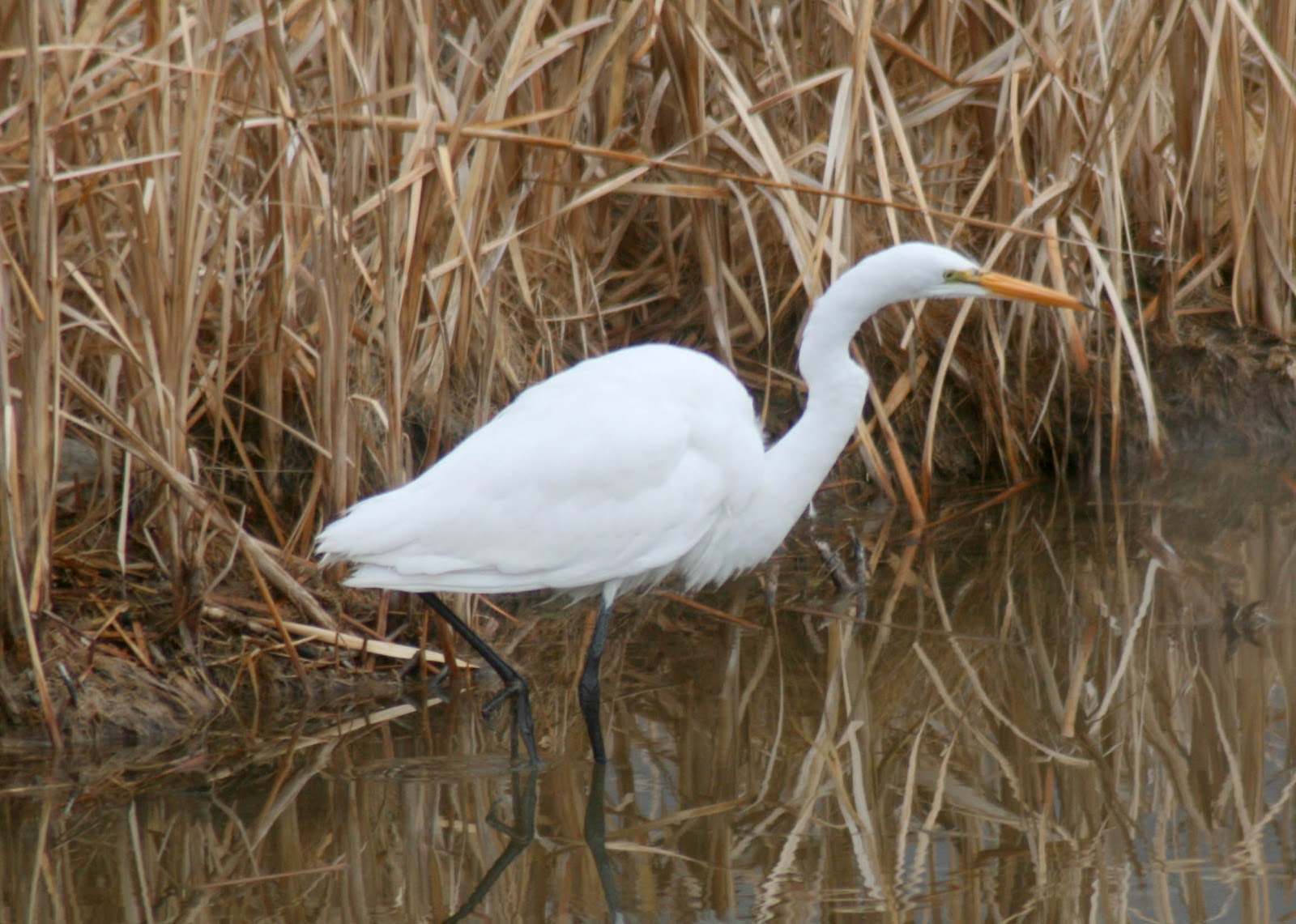Steve s Bird n Blog July 2012 Bird Of The Month Snowy Egret