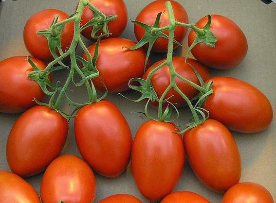 من انواع الطماطم Image073-770678