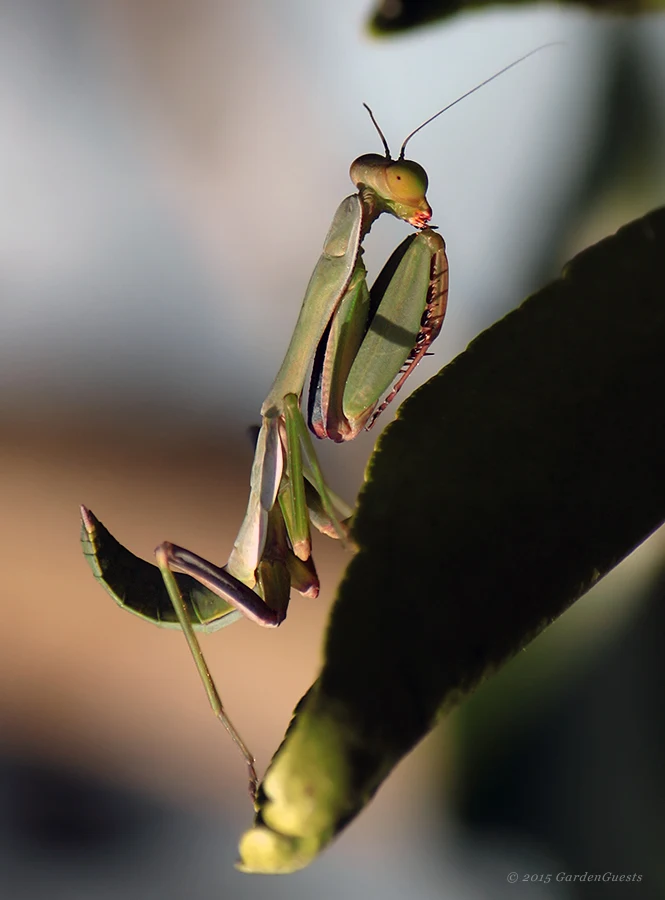 Juv Giant mantid as the sun went down