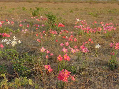 As flores da caatinga