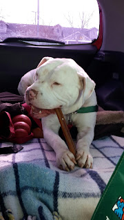 pitbull biting treat