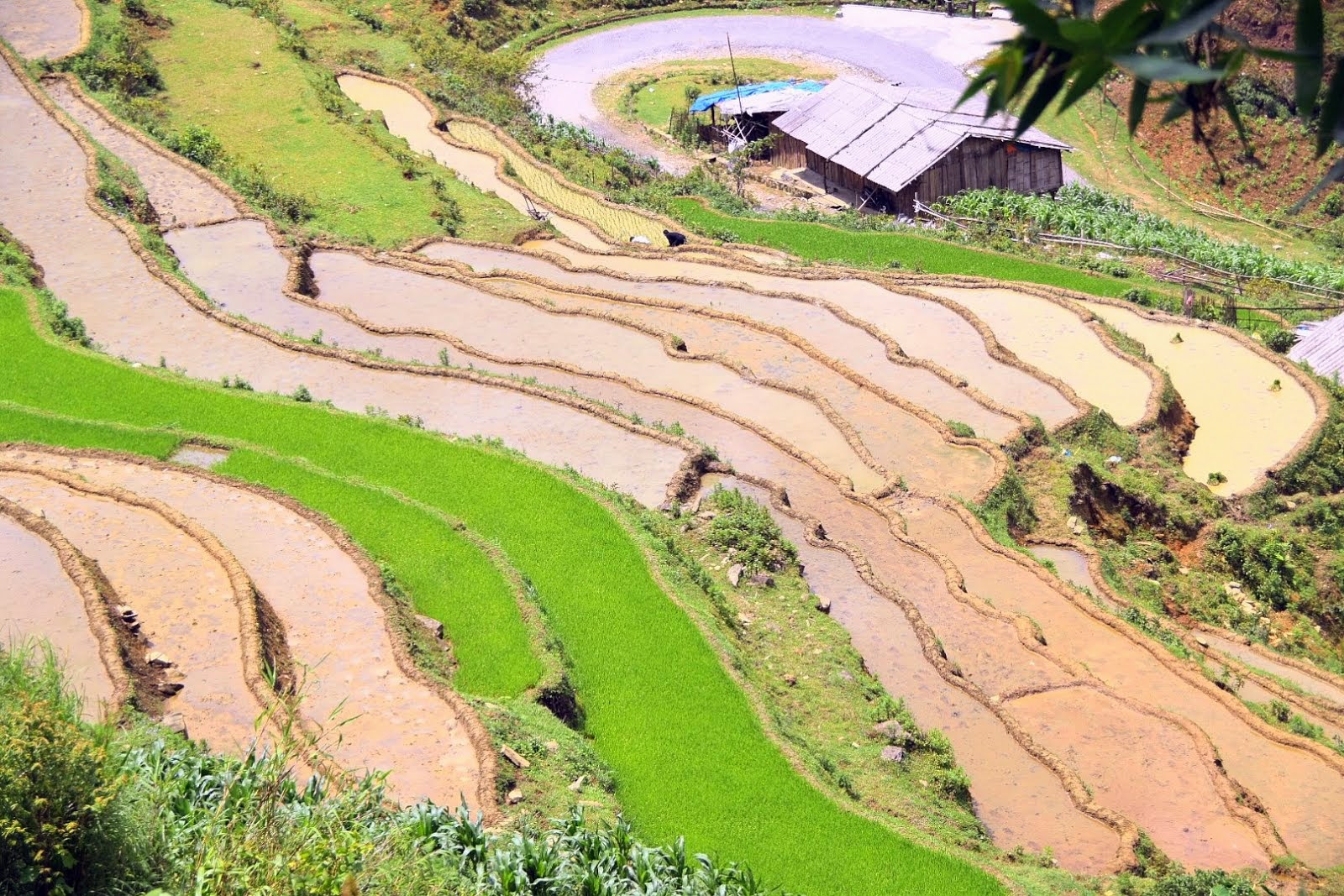 Fork It, Let's Travel!: Sapa Rice Terraces
