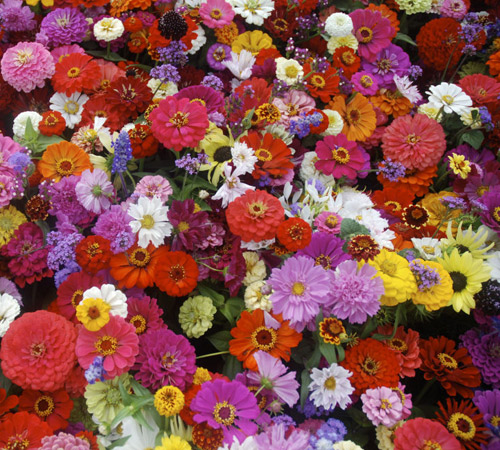 [Image: loai-hoa-may-man-cua-12-cung-hoang-dao-1.jpg]