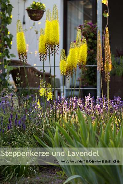 winterharte Pflanzen für ein mediterranes Blumenbeet - Pflanzung mediterran, Blumenbeete, planen, gestalten, anlegen, pflegen