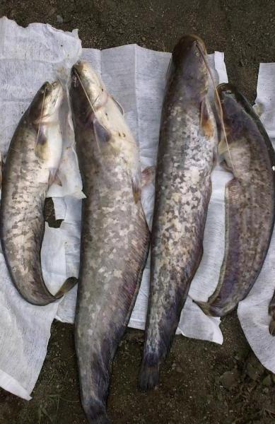 yayinbaligi bulmaca cevap danismani