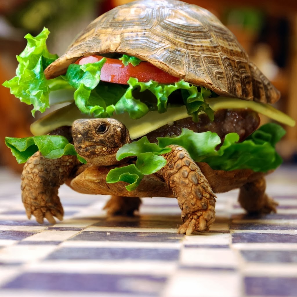 Funny Turtle Pictures.