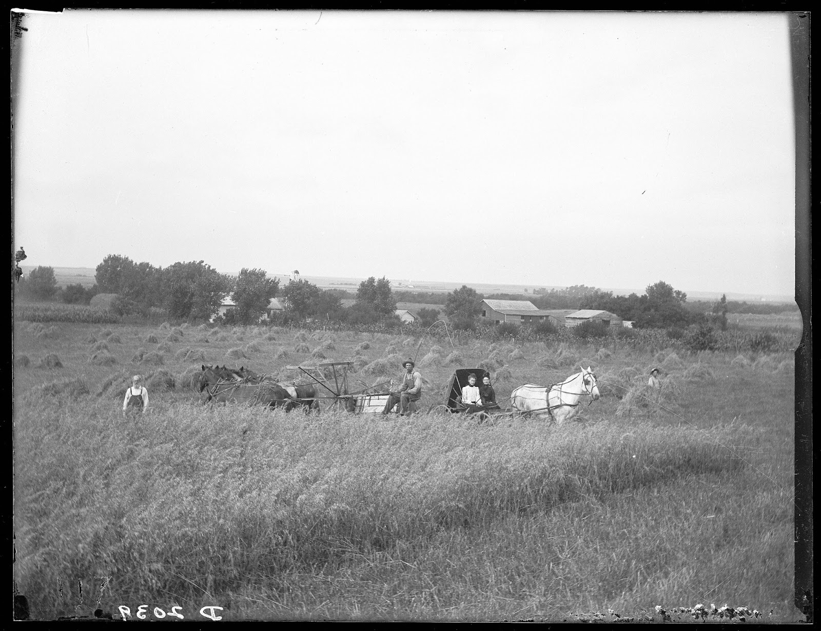 Harvesting Wheat in Nebraska 1903 Big Picture Agriculture
