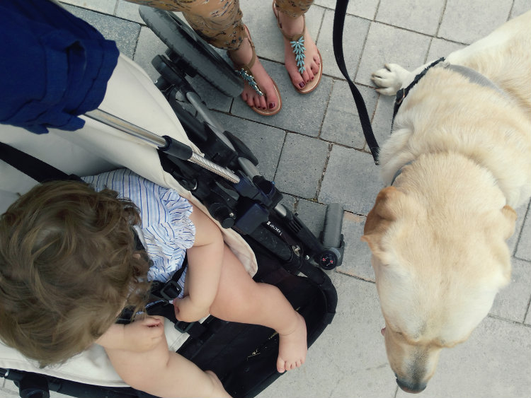 Compaginar vida familiar con perro y bebe