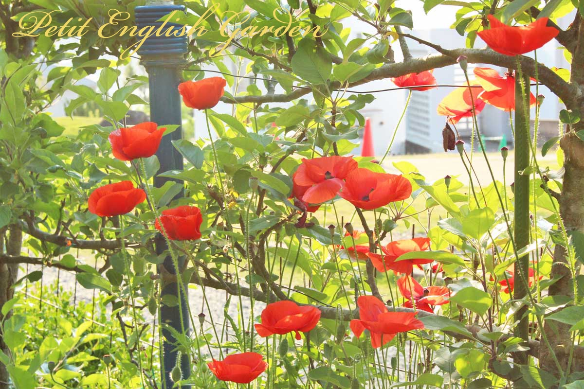 Petit English Garden of MARPLE & POIROT POPPY (ヒナゲシ)