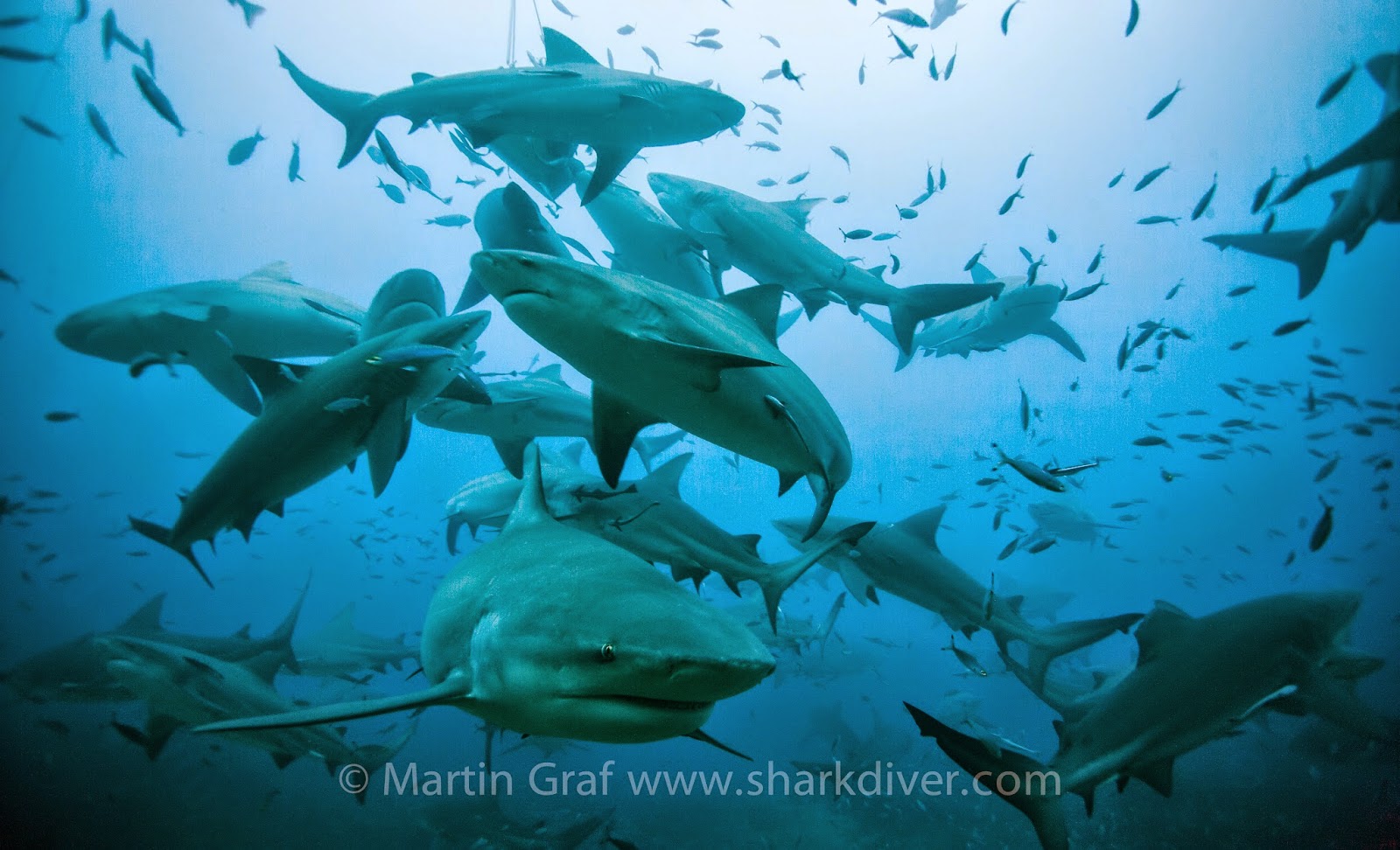Shark Diver : Shark Diving : Swimming With Sharks: If you love sharks