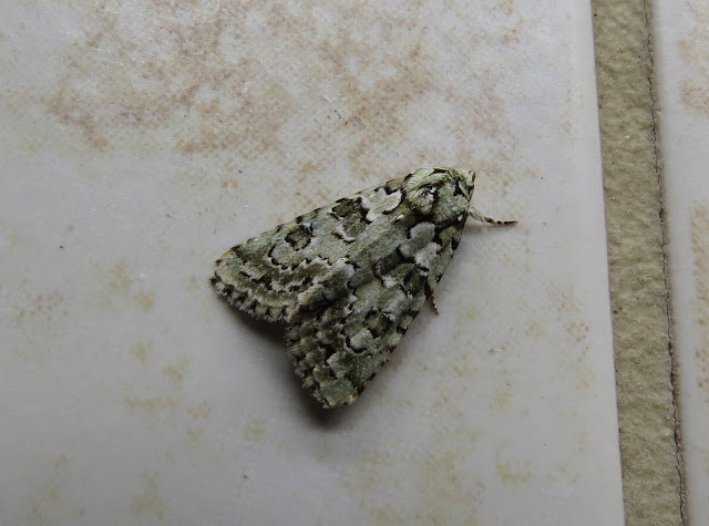 Marbled Green - Scilly