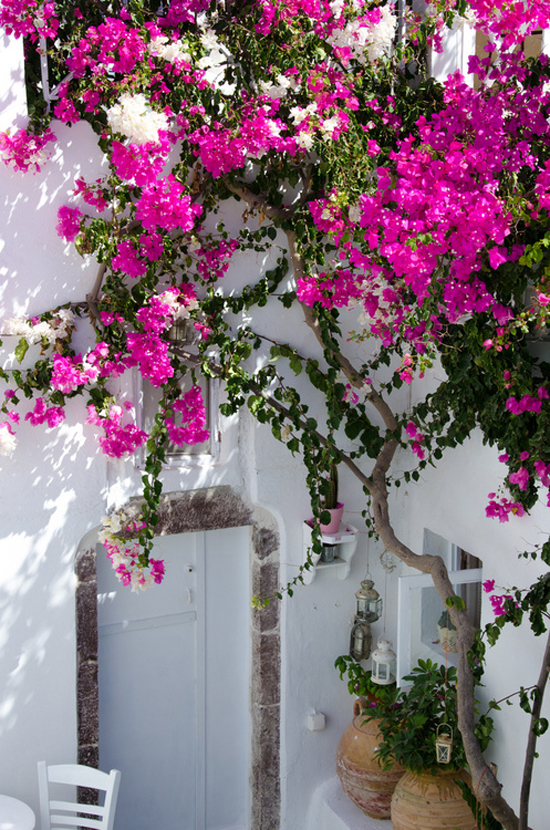 Bright and beautiful bougainvilleas at www.myparadissi.com