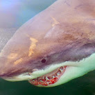 Great White Shark Population Growing Off U.S. East Coast