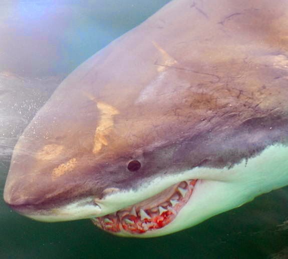Florida Shark Attacks Rise In 2016