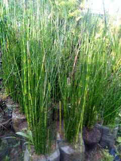 TANAMAN BAMBU AIR Equisetum hyemale ~ SINOX NURSERY