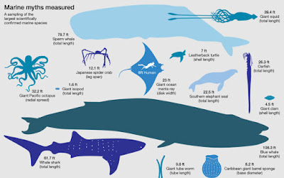 http://phenomena.nationalgeographic.com/2015/01/13/how-big-are-the-biggest-squid-whales-sharks-jellyfish/