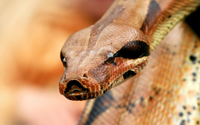 Close up photo of the head of a snake or portrait picture of a snake