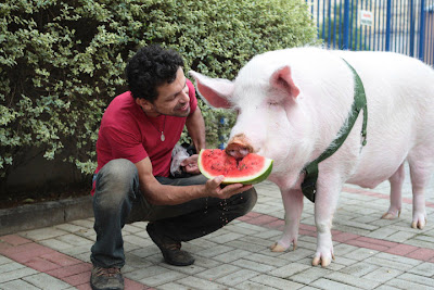 Josimar Melo oferece fatia de melancia para seu porco de estimação, Gabriel
