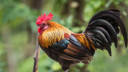 Deskripsi Ayam Dalam Bahasa Inggris Dan Artinya Contohtext