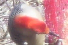 A Wood Pecker at the Suet Bag