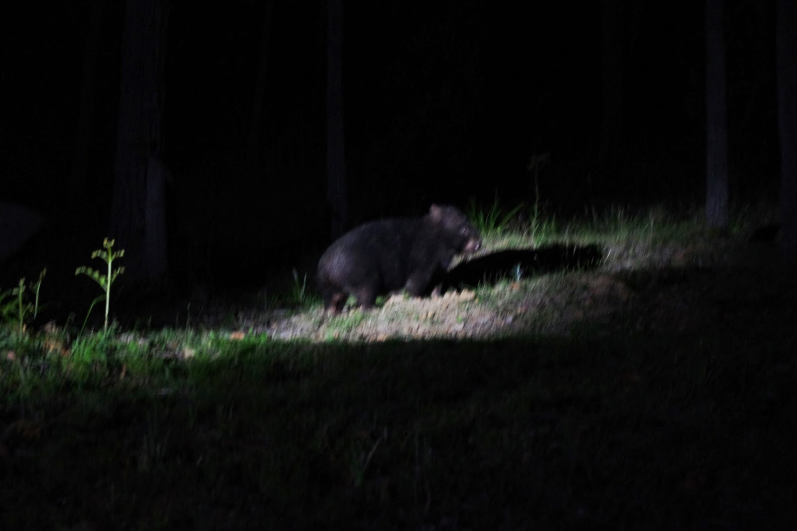 Fatso, King of the wombats here