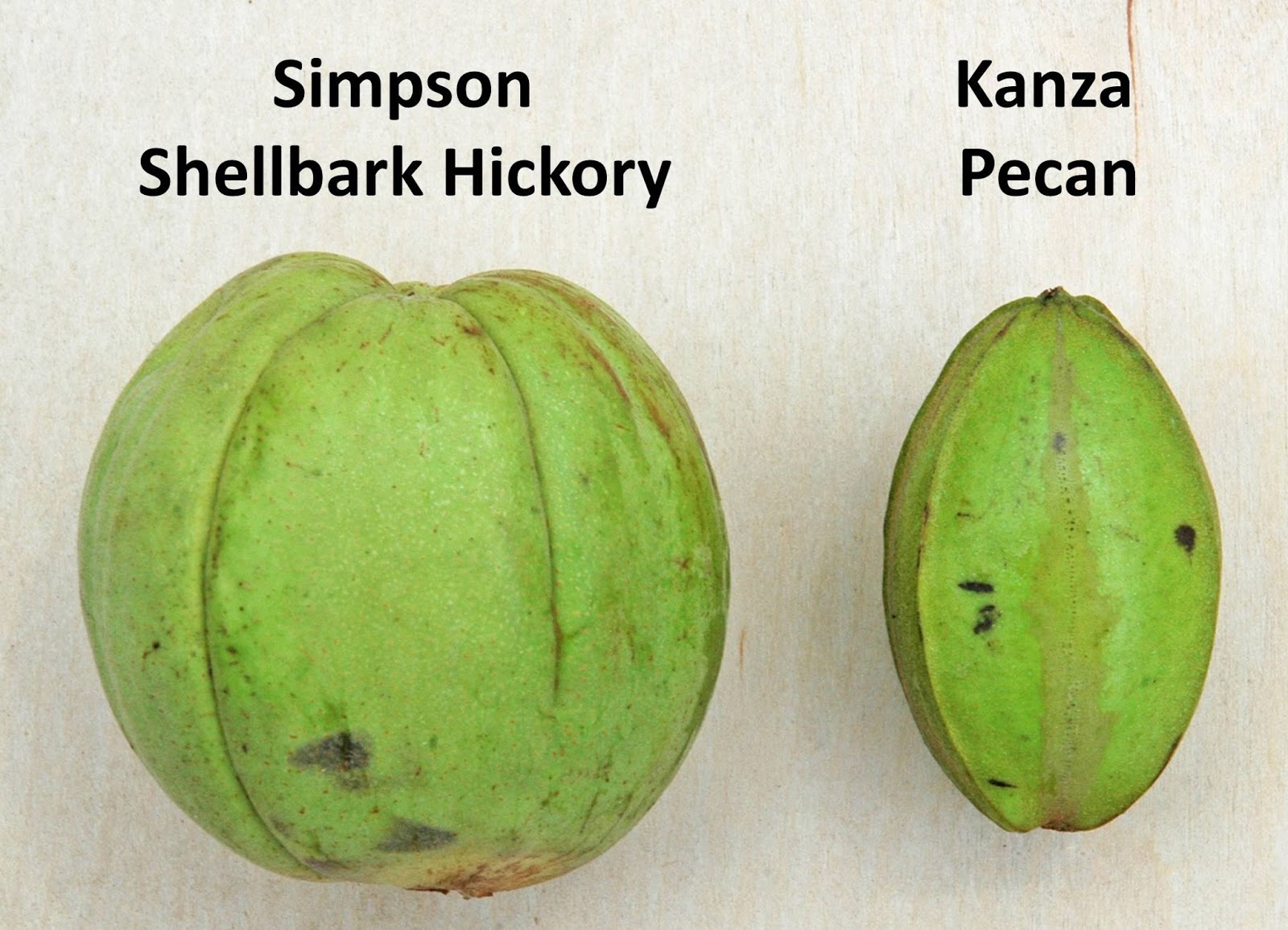 Northern Pecans Nut Development Shellbark hickory vs. Pecan