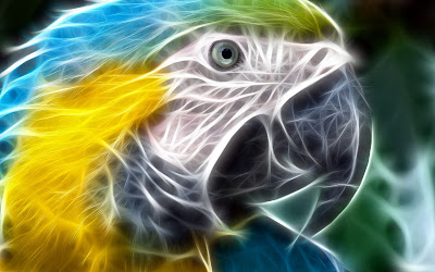 parrot-hd-animal-wallpaper