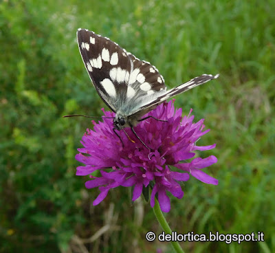 Melanargia galathea farfalle uccelli birdwatching rose erbe officinali confetture sali aromatici e altro ancora alla fattoria didattica dell ortica a Savigno Valsamoggia Bologna in Appennino vicino Zocca