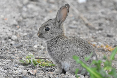 Conill de bosc (Oryctolagus cuniculus)