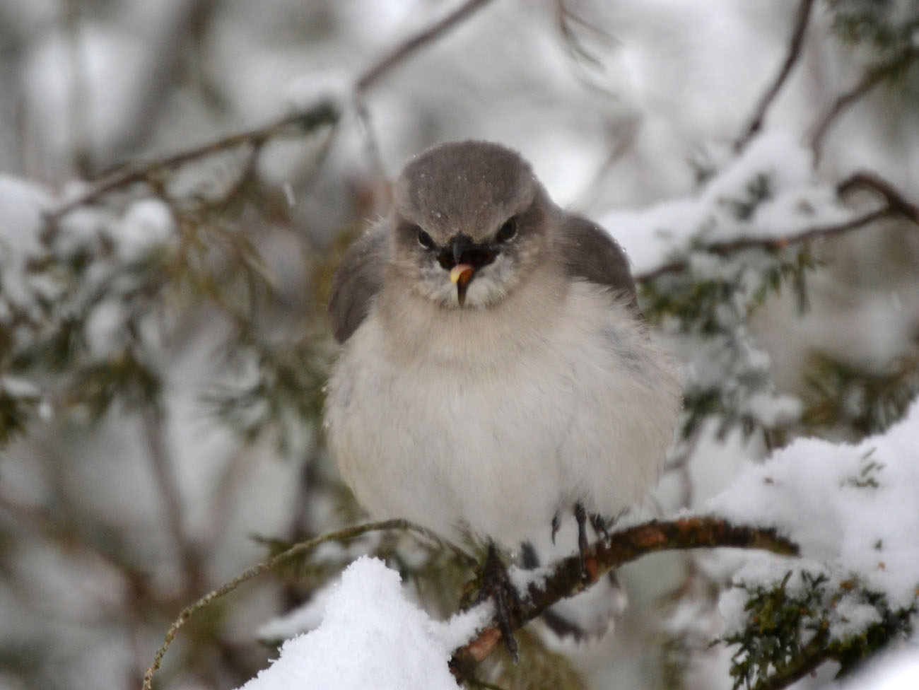 Woods Walks and Wildlife: Surprise Snow, and Birds All Over