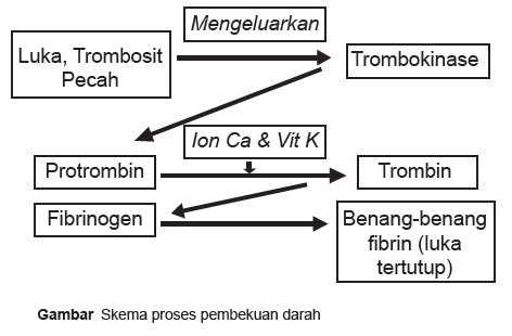Buatlah Skema Pembekuan Darah Cara Golden Buatlah Skema Pembekuan Darah Cara Golden