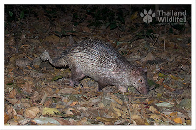 Asiatic brush tailed Porcupine