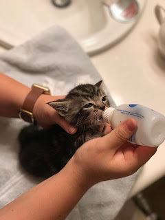 kitten drinking from milk bottle