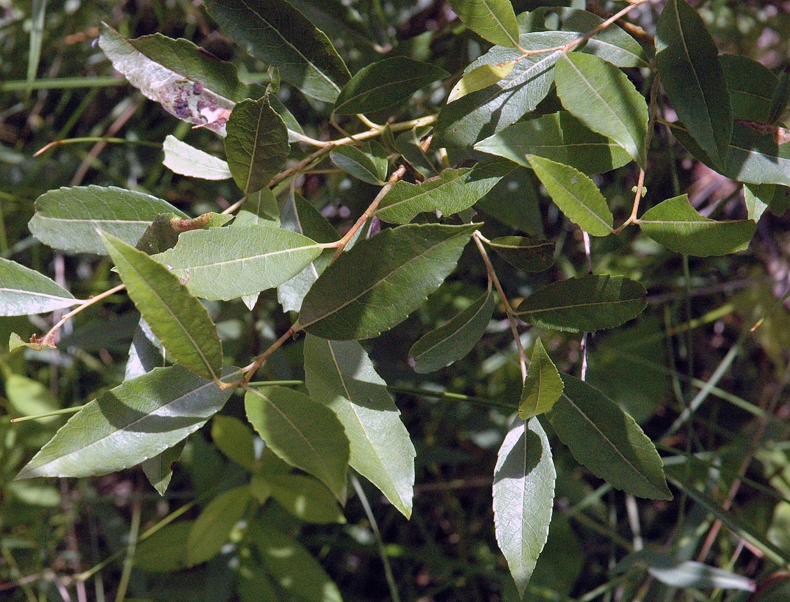 Field Biology in Southeastern Ohio: July 2013