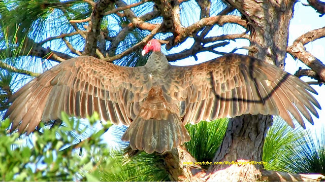 Turkey Vulture Wings and Wingspan