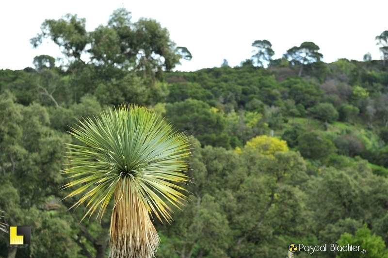 sommet d'un yucca domaine du rayol photo Pascal Blachier