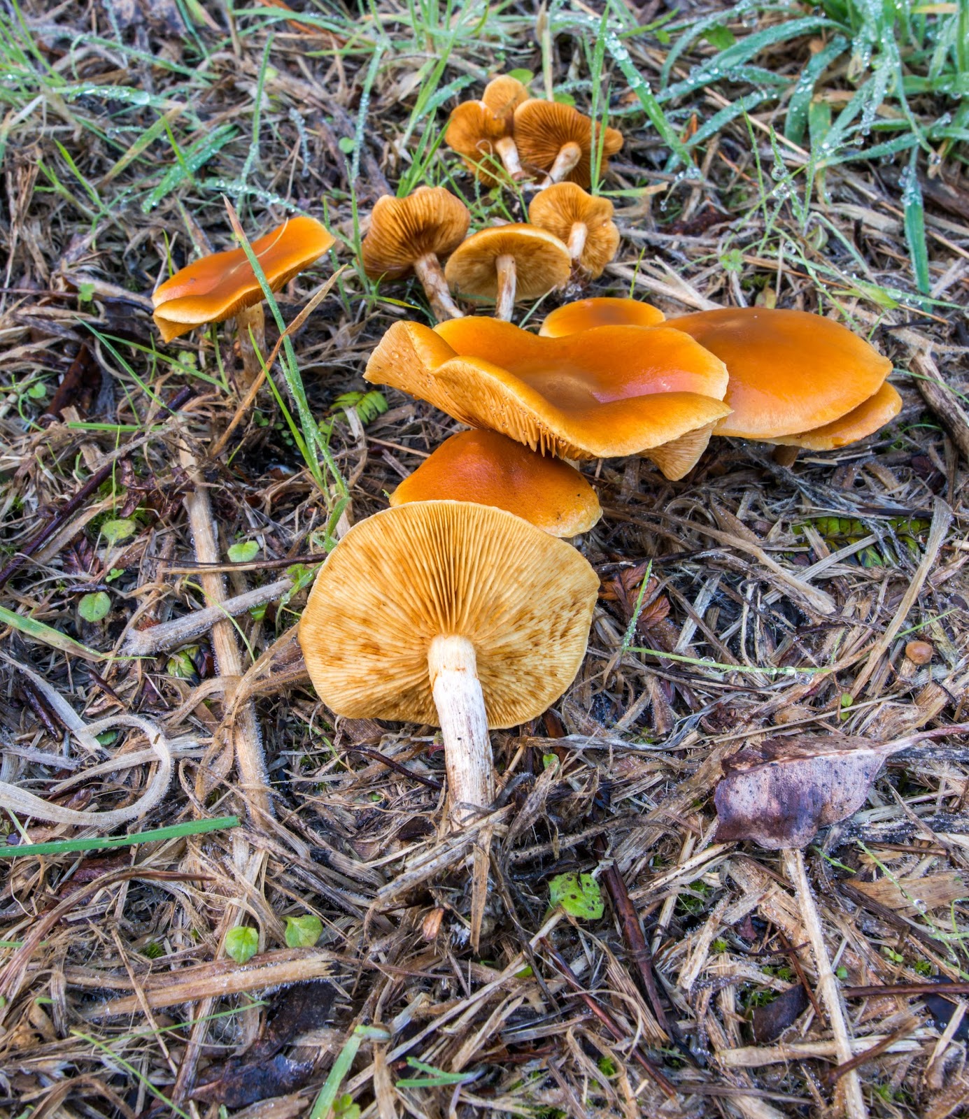 The 3 Foragers Foraging for Wild, Natural, Organic Food Wild