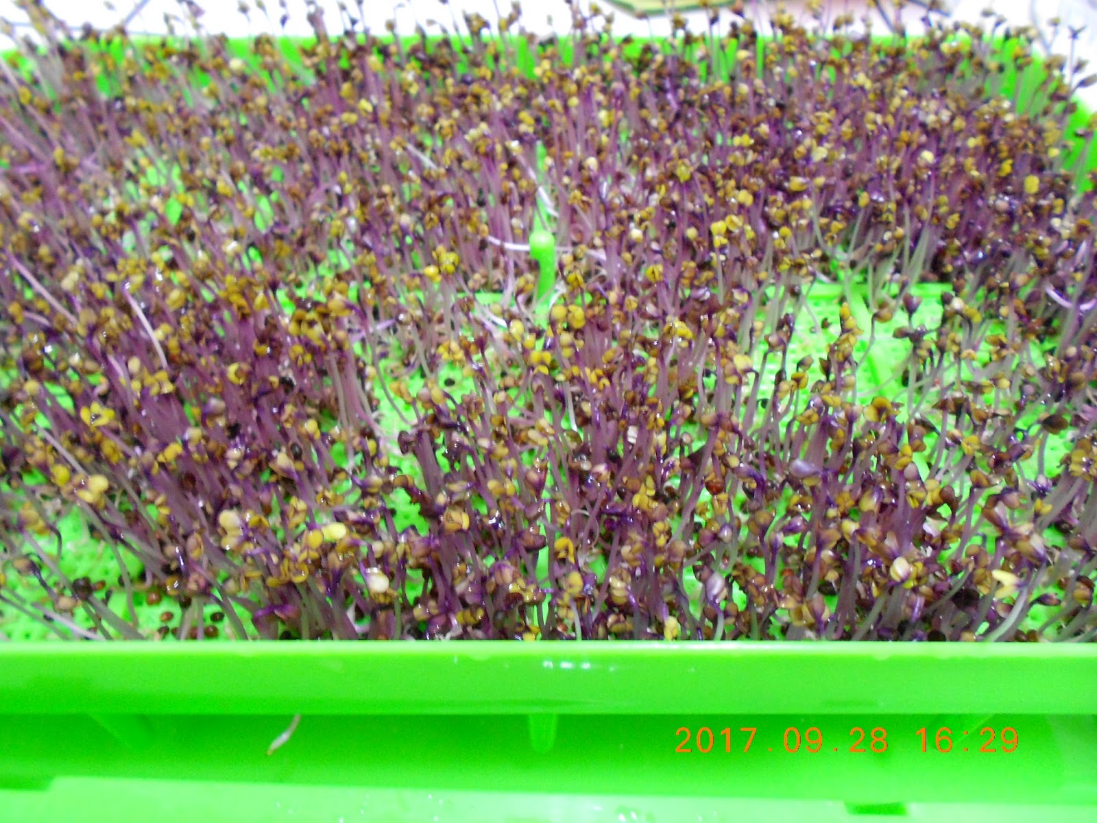 �����R,�����R��,���Ⱚ�R��,������ŵ�,�����R��i,�����R����i,�����ŵ��ܦ�,�����ŵ浵���ߵ�,�����R��