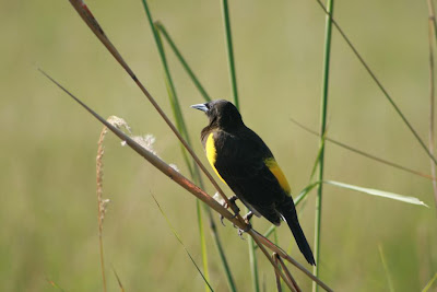 Yellow rumped Marshbird