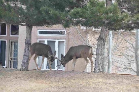 Deer coloradoviews.blogspot.com