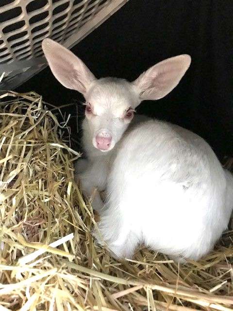 Tiny Albino Baby Deer Was Found Stranded In The Middle Of The Road