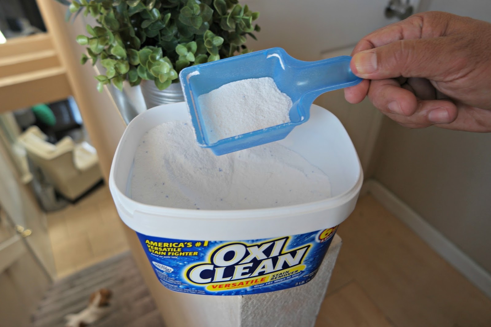 Stains on Clothes? OxiClean to the Rescue! Sammy Makes Six