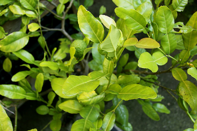 Salvation Sisters Products We Love Kaffir Lime Trees