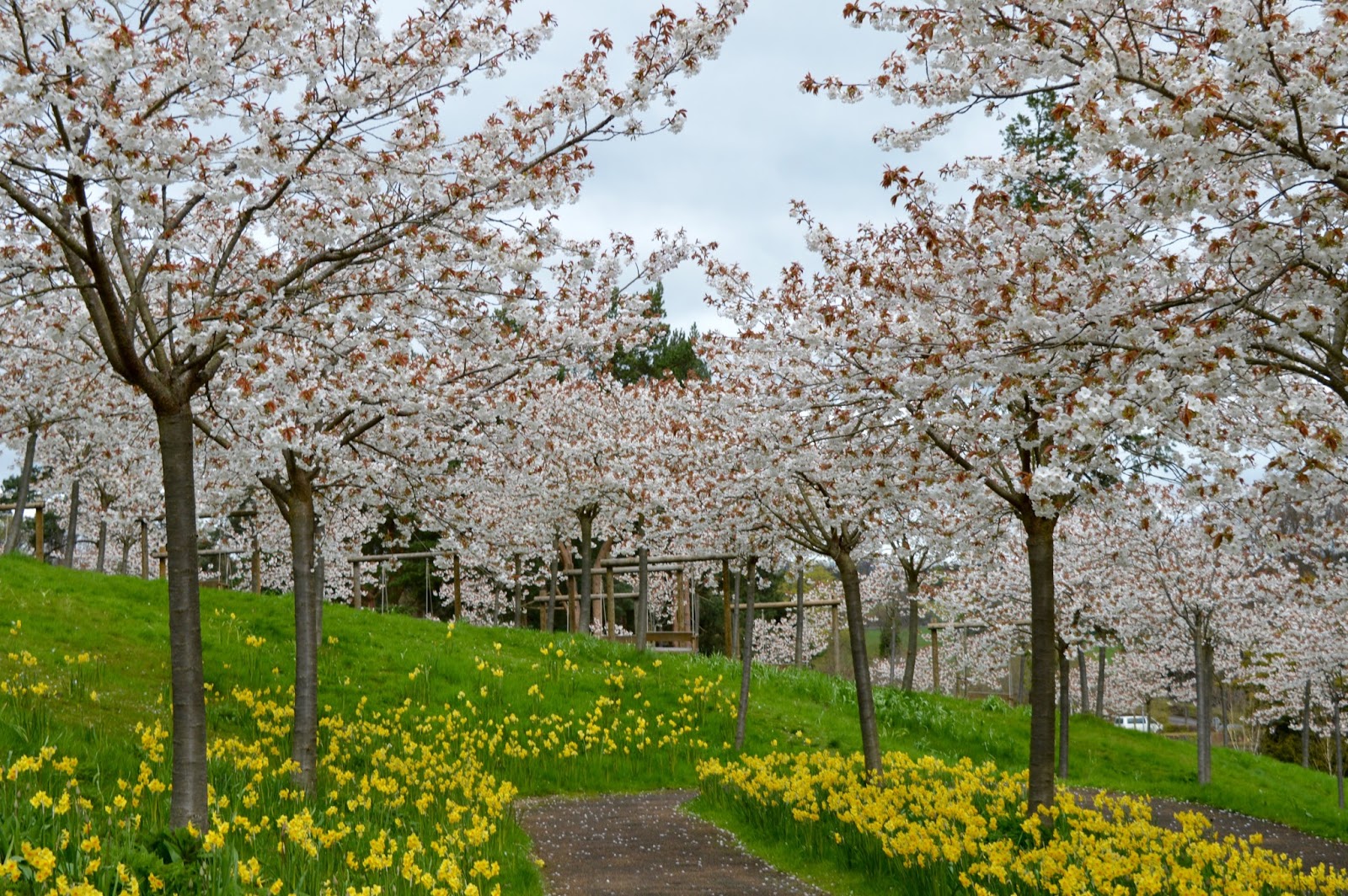 The Cherry Blossom Orchard at The Alnwick Garden North East Family Fun