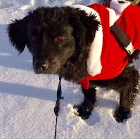 dog in santa coat in snow