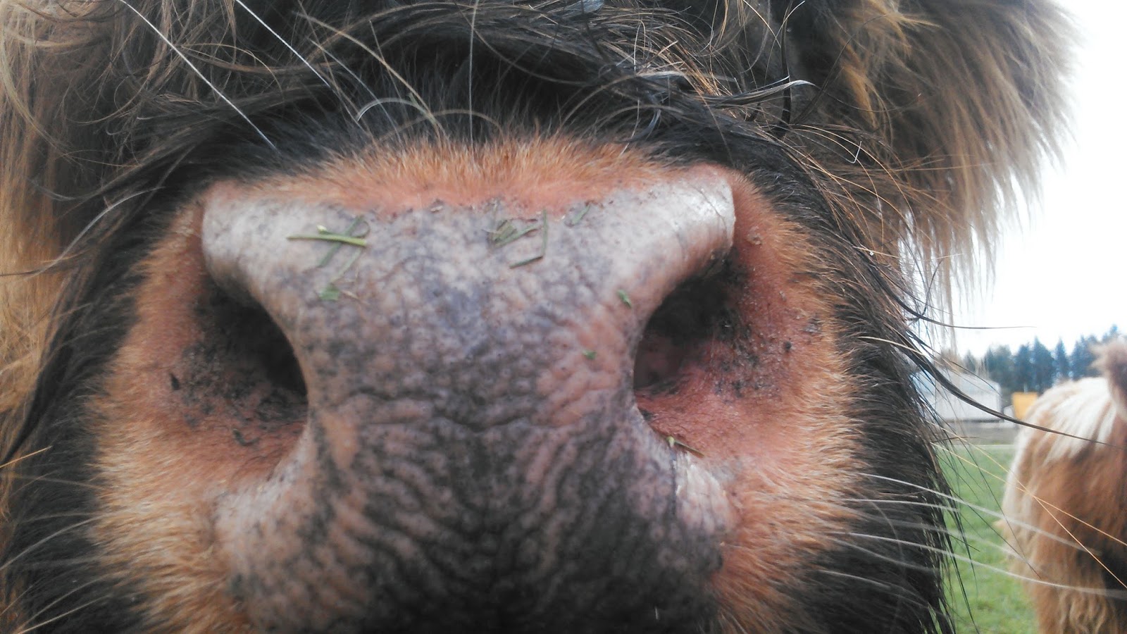 Asman Highland Cattle Friendly cows and coat colors