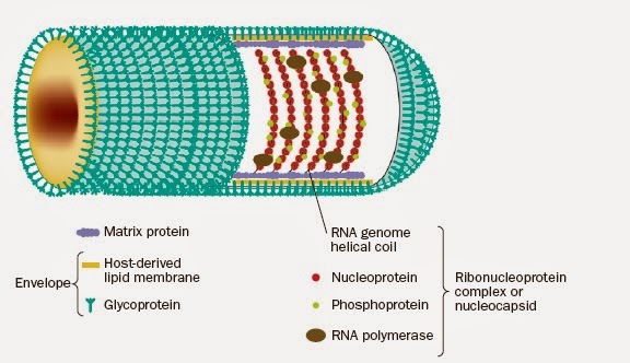 Covid 19 A Promising Cure For The Global Panic Sciencedirect