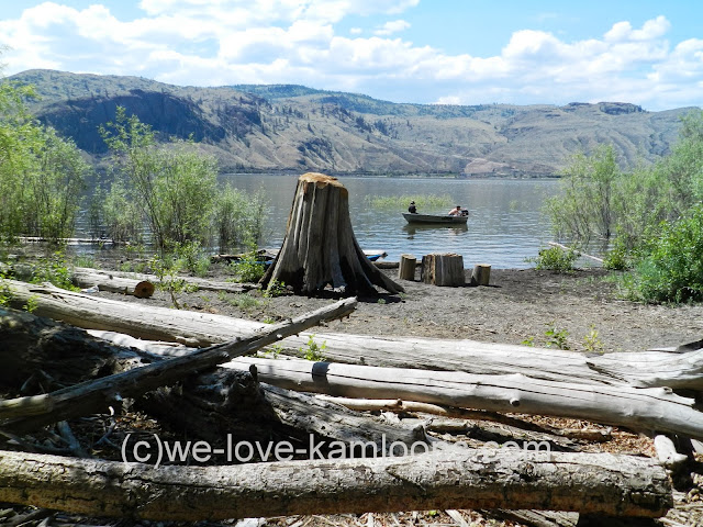 There are several old logs and stumps nearby