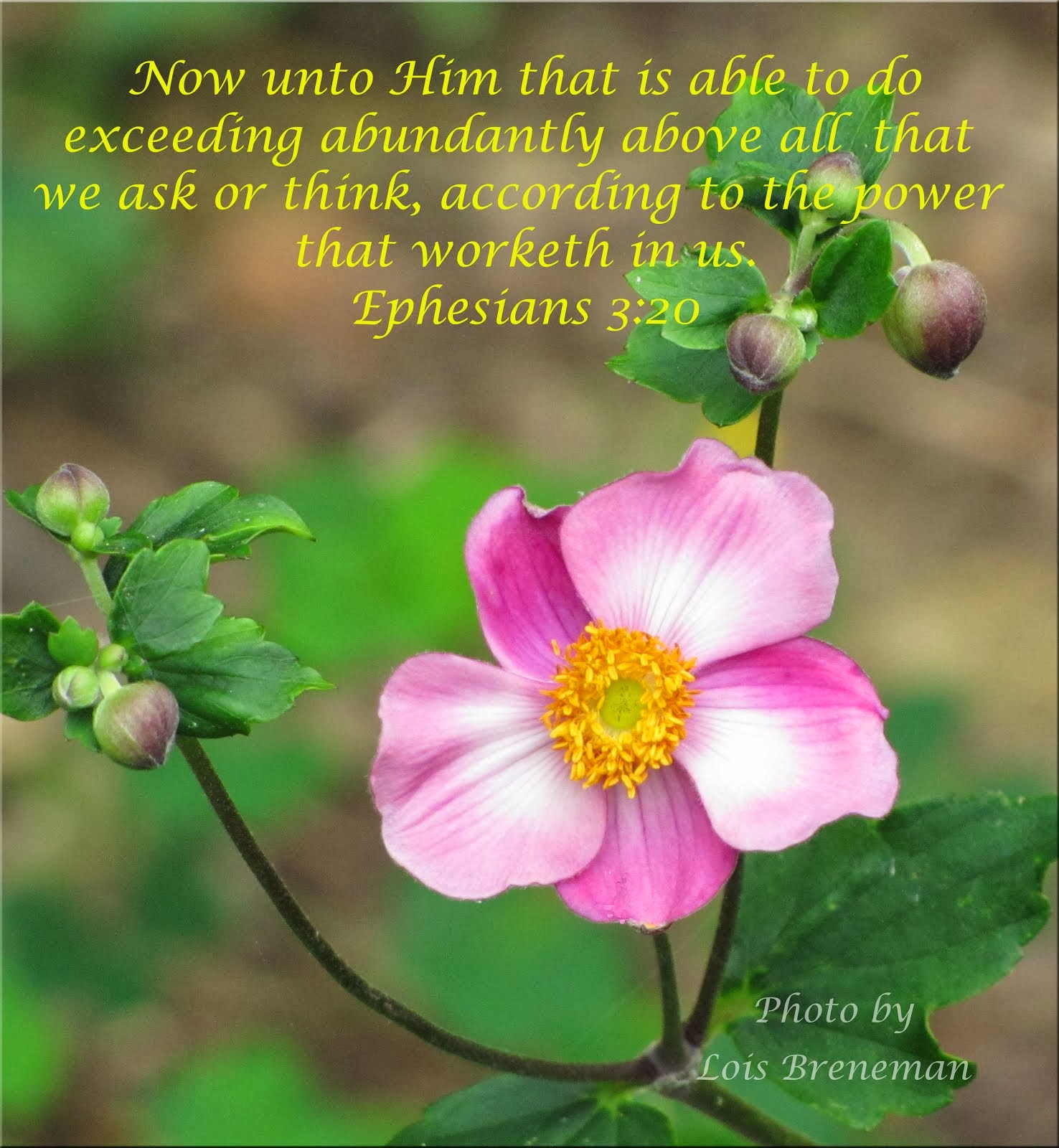 Pink Flower - Eph. 3:20